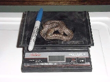 Hatchling super dwarf