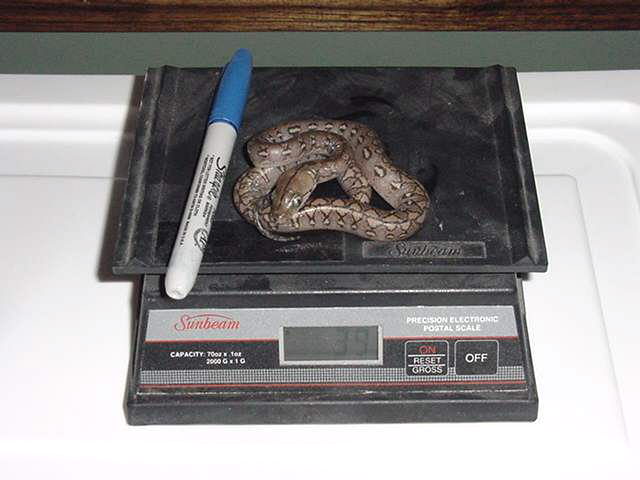 Hatchling super dwarf