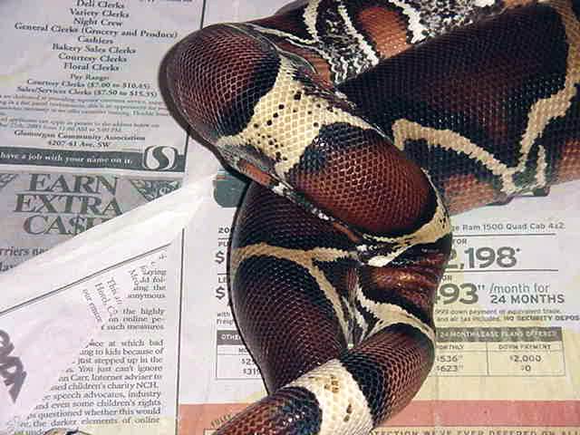 Suris Breeding