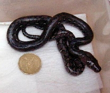 Size comparison