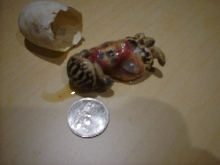 Triplet Star Tortoises