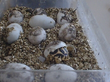 Hatching Star