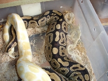 Late Ovulation