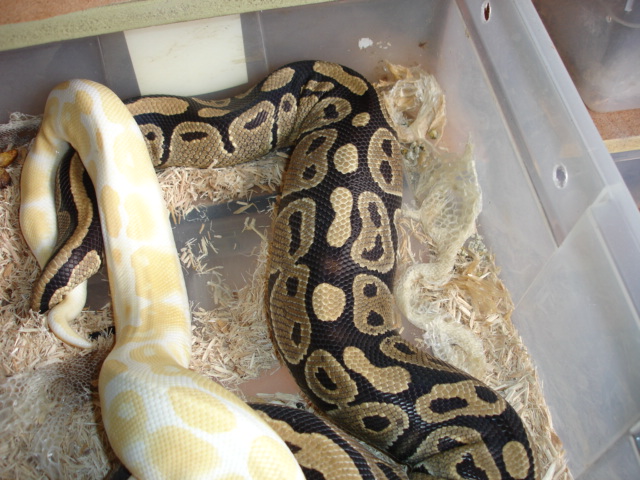Late Ovulation
