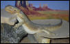 Sleepy Dragon