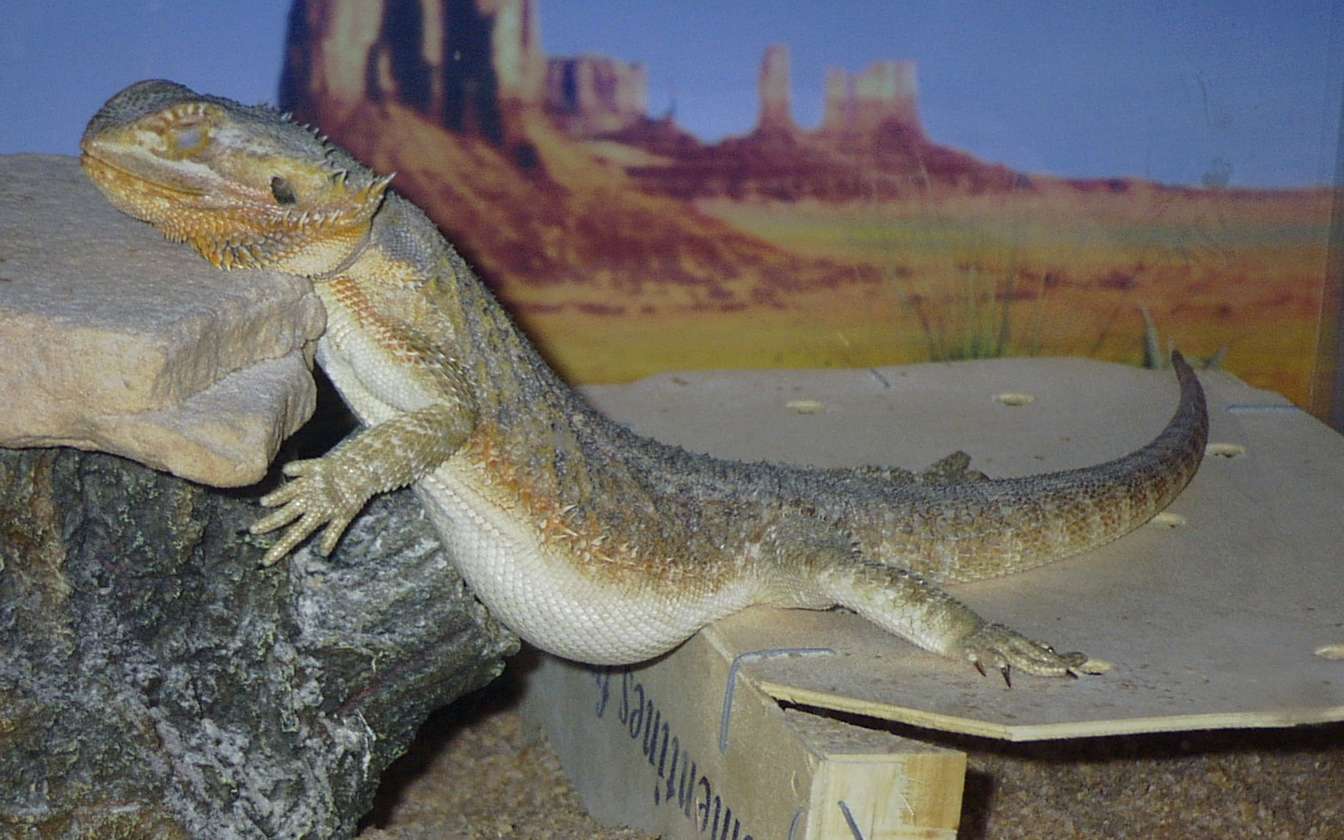 Sleepy Dragon