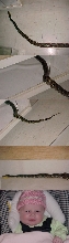 retic going into cage