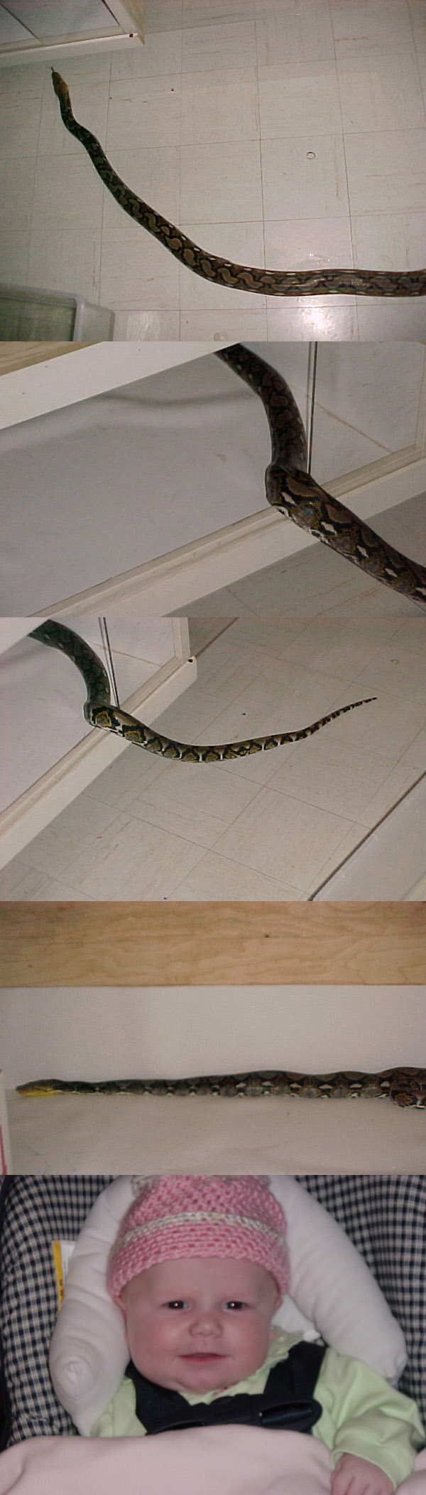 retic going into cage