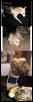 retic