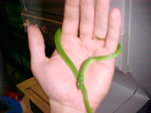 snake