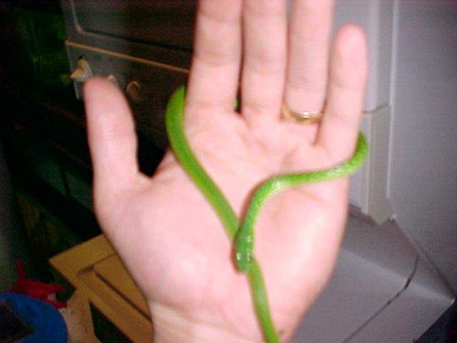 snake