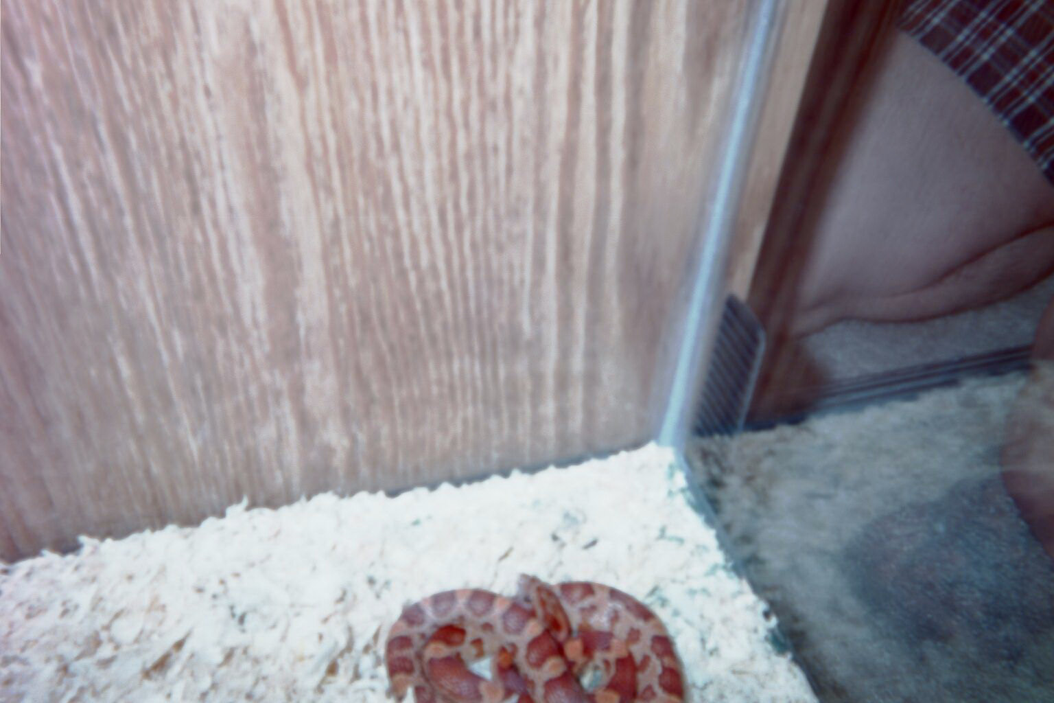 Normal Corn