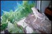 Beardie