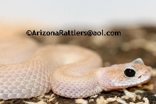 Sidewinder Rattlesnake Leucist Black Eyed