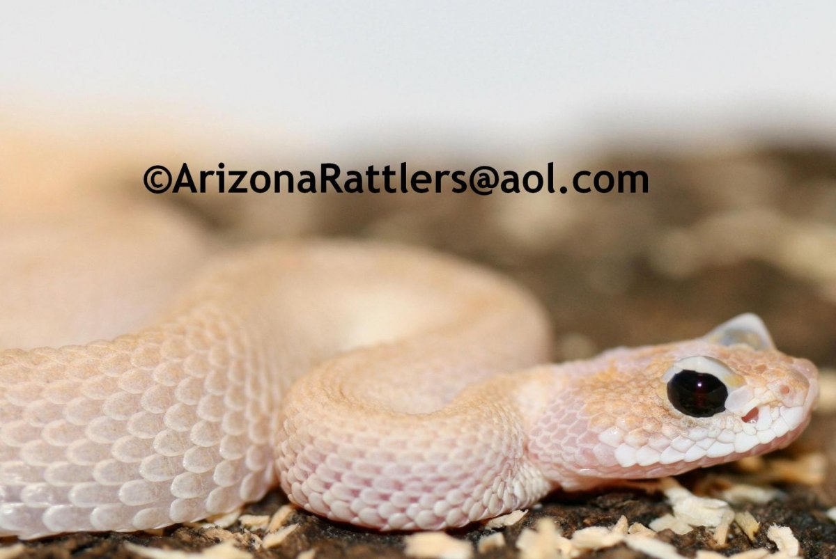Sidewinder Rattlesnake Leucist Black Eyed