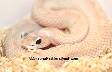 Sidewinder Rattlesnake Leucist Black Eyed