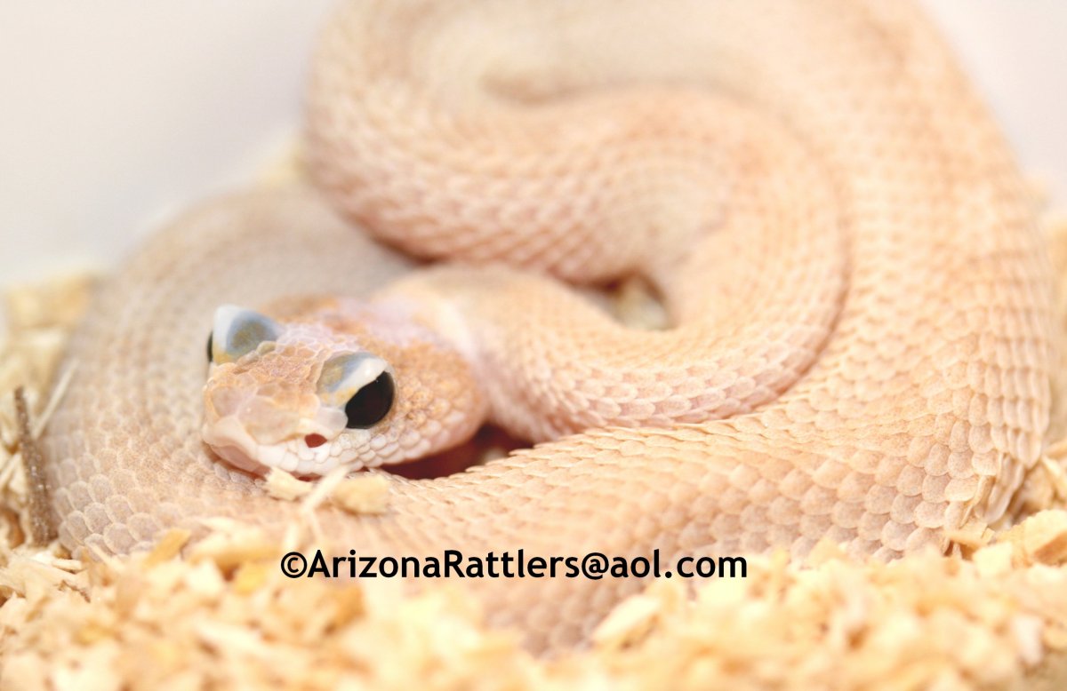 Sidewinder Rattlesnake Leucist Black Eyed