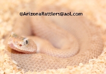 Sidewinder Rattlesnake Leucist