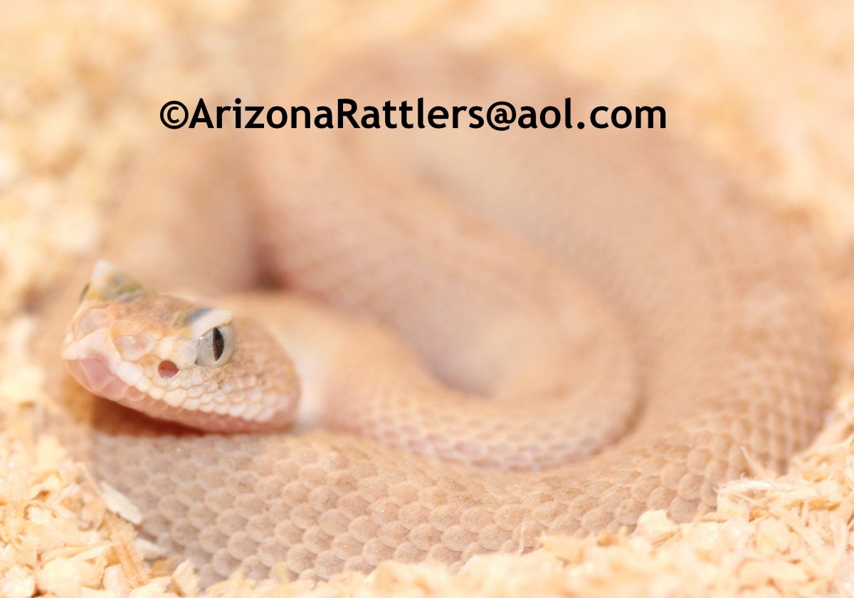 Sidewinder Rattlesnake Leucist