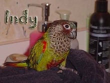 Painted Conure