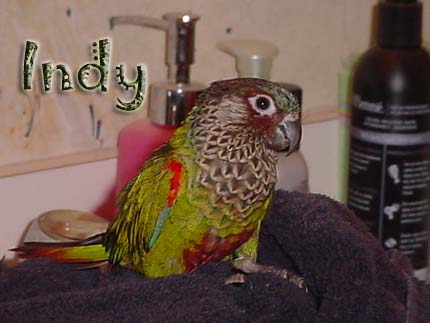 Painted Conure