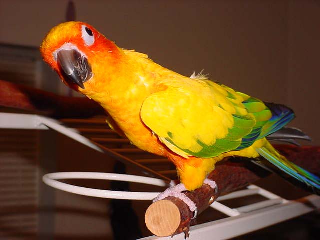 Oliver