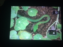 Bioko Green
