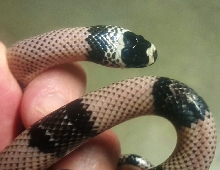 black albino honduran