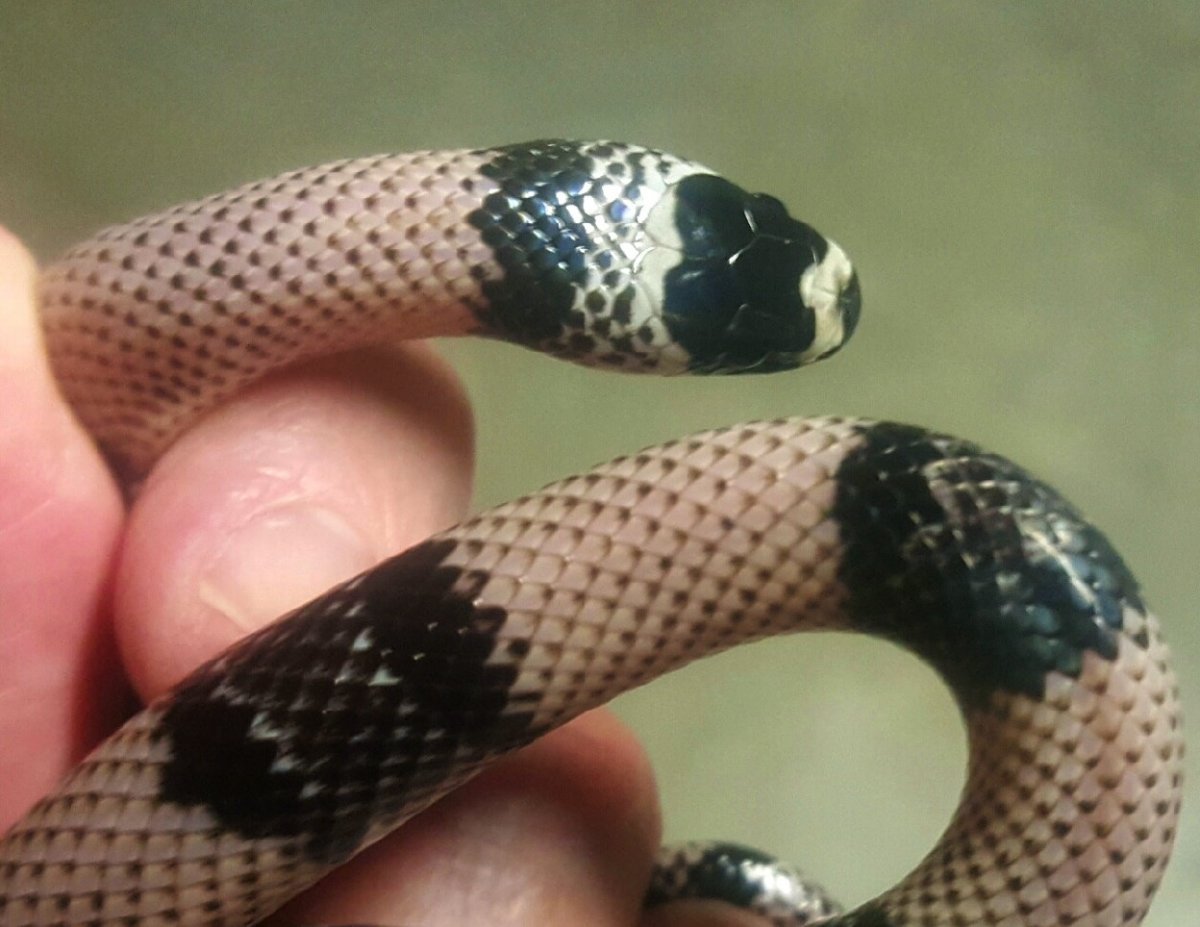 black albino honduran