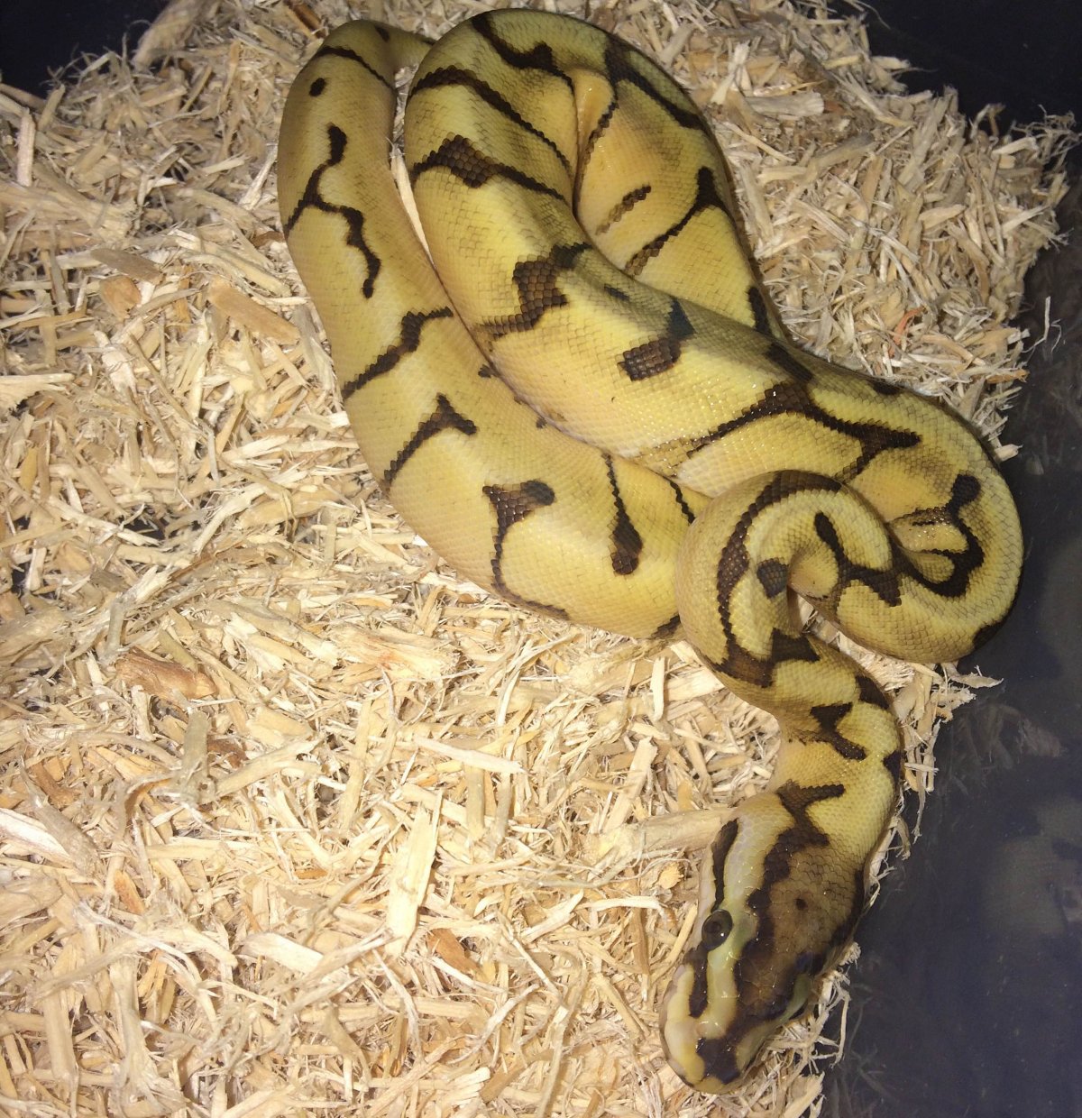 2015 baby enchi mojave spider females