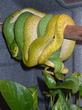 98-18 Vargin Male X 02 Shane Snyder lemontree