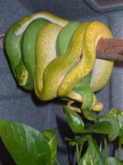 98-18 Vargin Male X 02 Shane Snyder lemontree