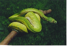 98-18 Male