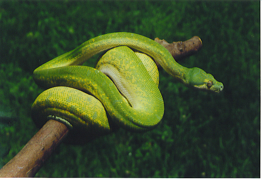 98-18 Male