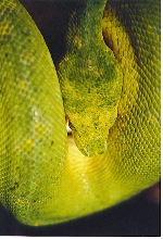 98-65 Female