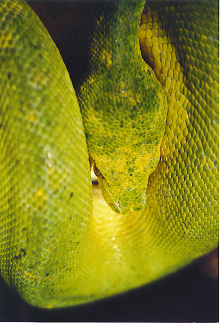 98-65 Female