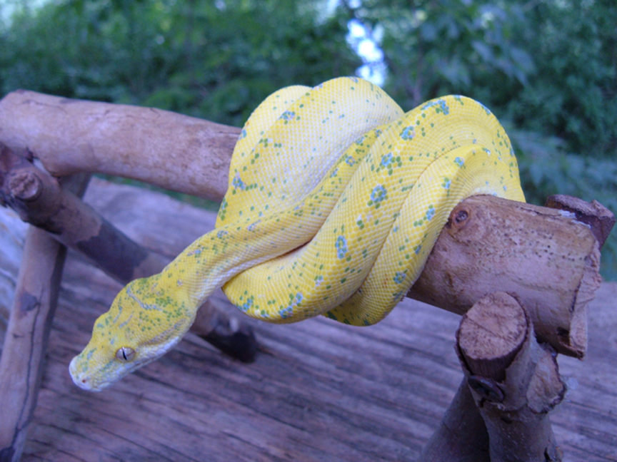 Lemon X Vargin