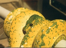 Vargin High yellow - Mother of sire