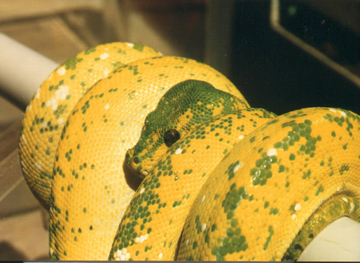 Vargin High yellow - Mother of sire