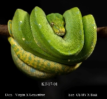KT-17-01