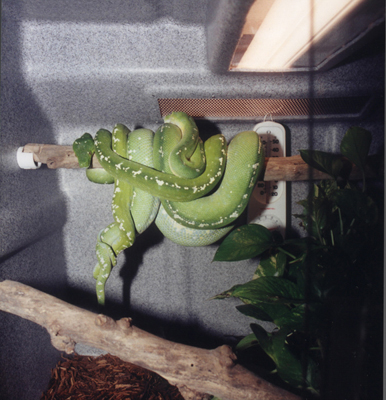 Arus breeding