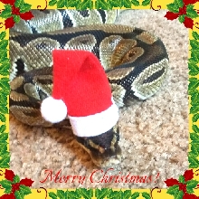 Merry Christmas!