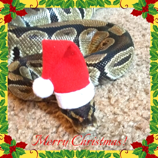 Merry Christmas!