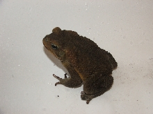 Marine Toad