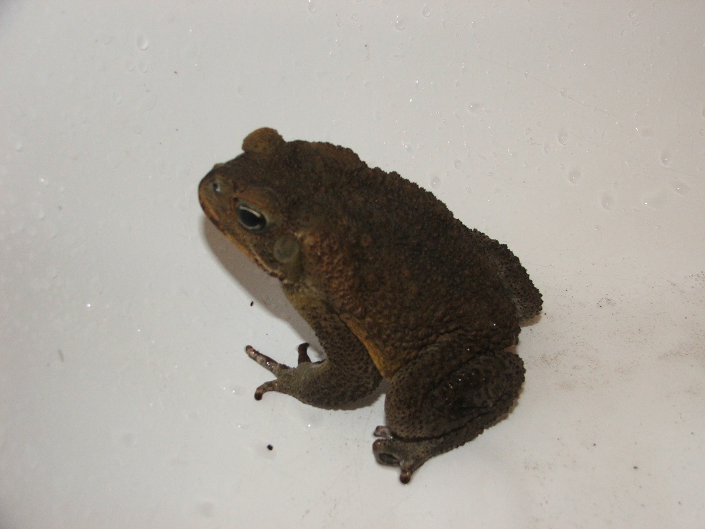 Marine Toad