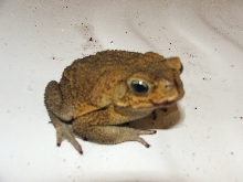 Marine Toad