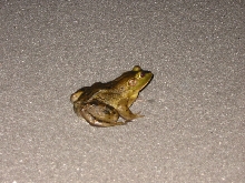bullfrog