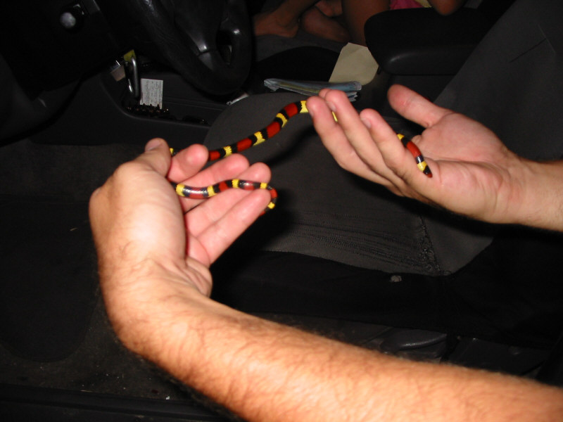 kingsnake