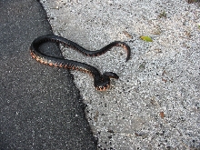 mudsnake florida
