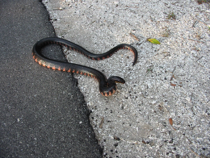 mudsnake florida